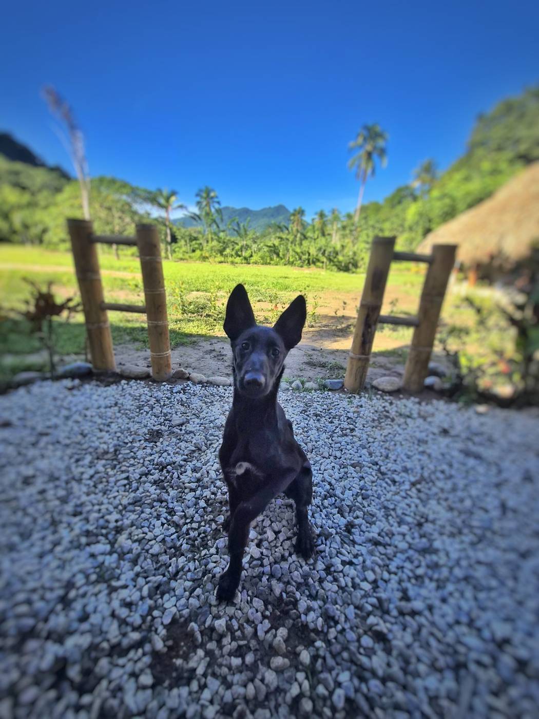 Perro negro en la grava